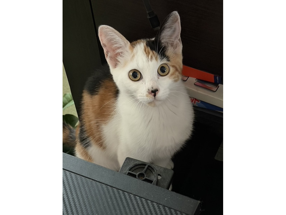かわいいカレンちゃん❣️