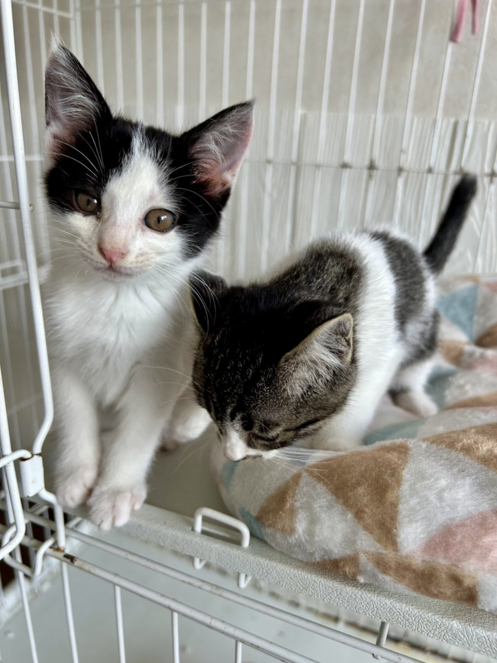 人懐っこい兄妹子猫です。