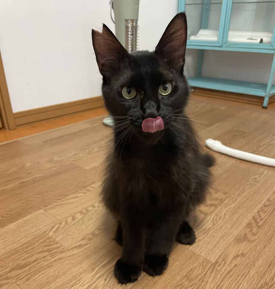 甘えん坊なブラックスモーク猫