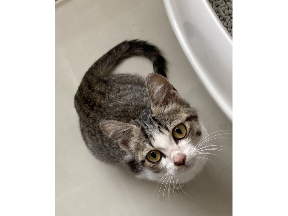 甘えたの子猫です