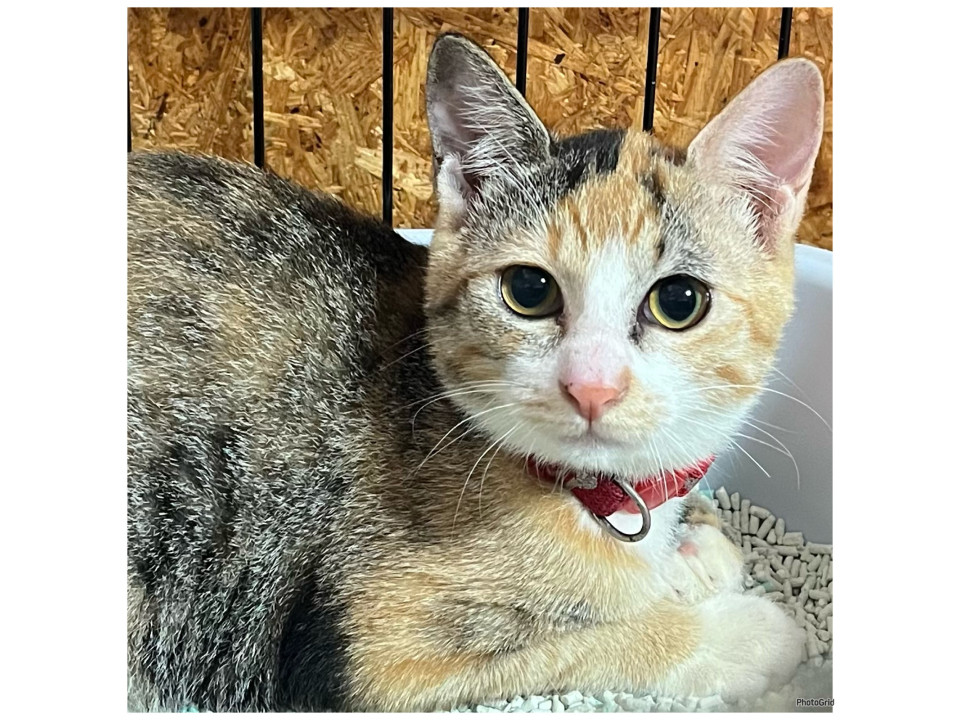 動画あり鍵しっぽ三毛猫かずちゃん