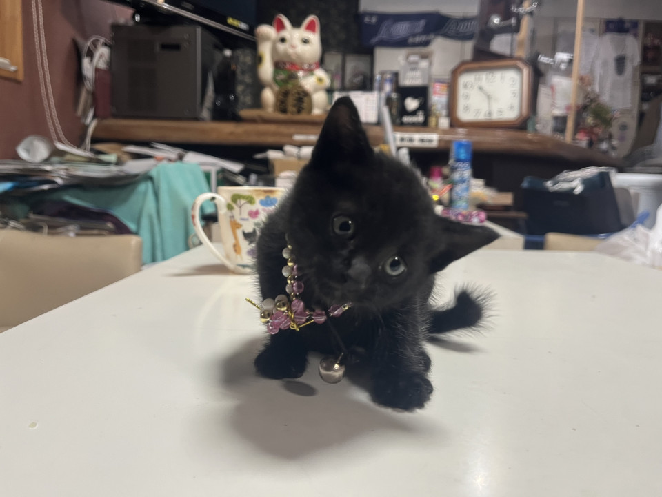 生後１ヶ月人なれした子猫、保護しました
