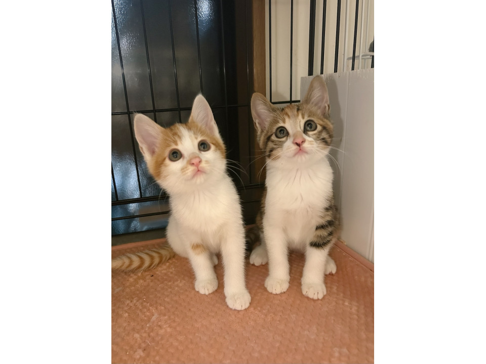 2ヶ月三毛猫白茶姉妹