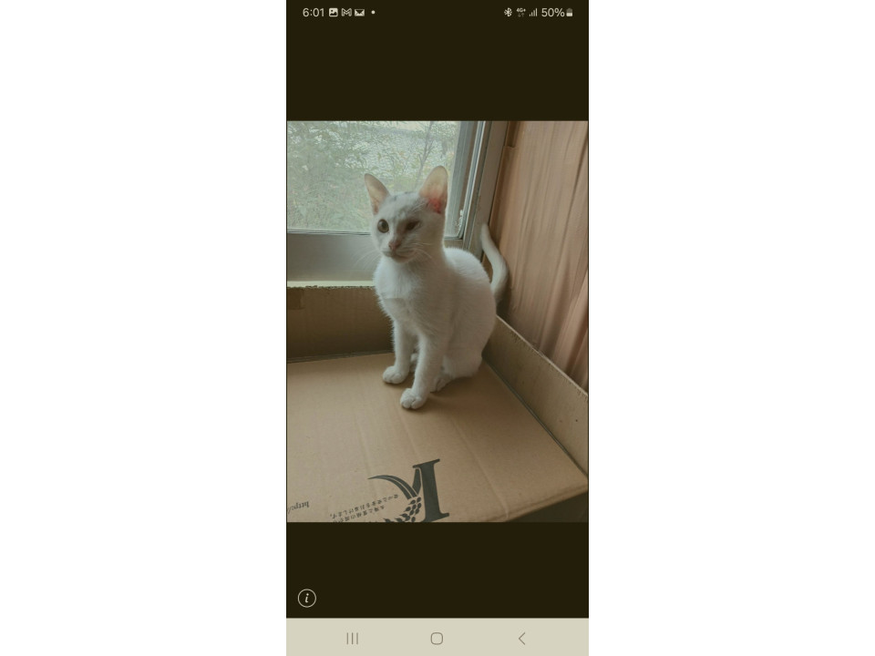 可愛い片目の猫ちゃん(^O^)