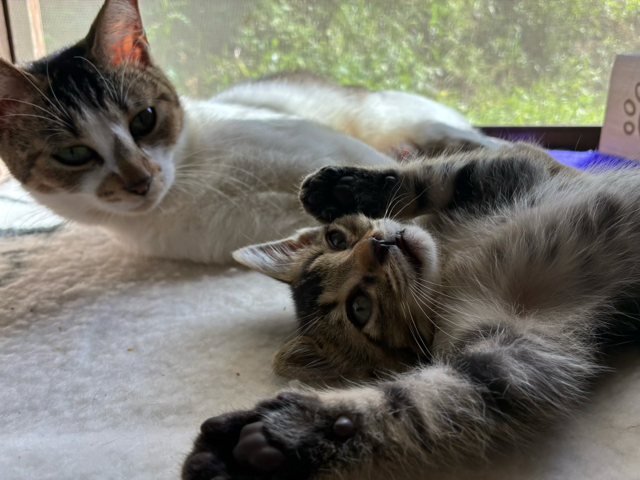 母猫すずちゃんと子猫1匹！