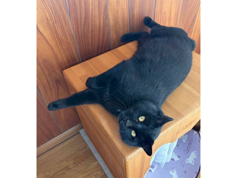 おおらかな黒猫、めめ