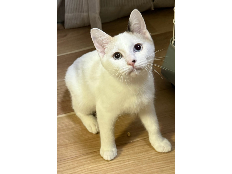 癒しの触り心地の三毛猫