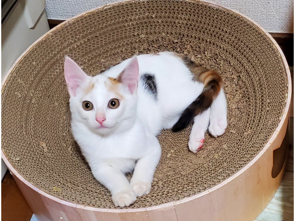 かわいいビビリ３姉弟❤️カオニャオ