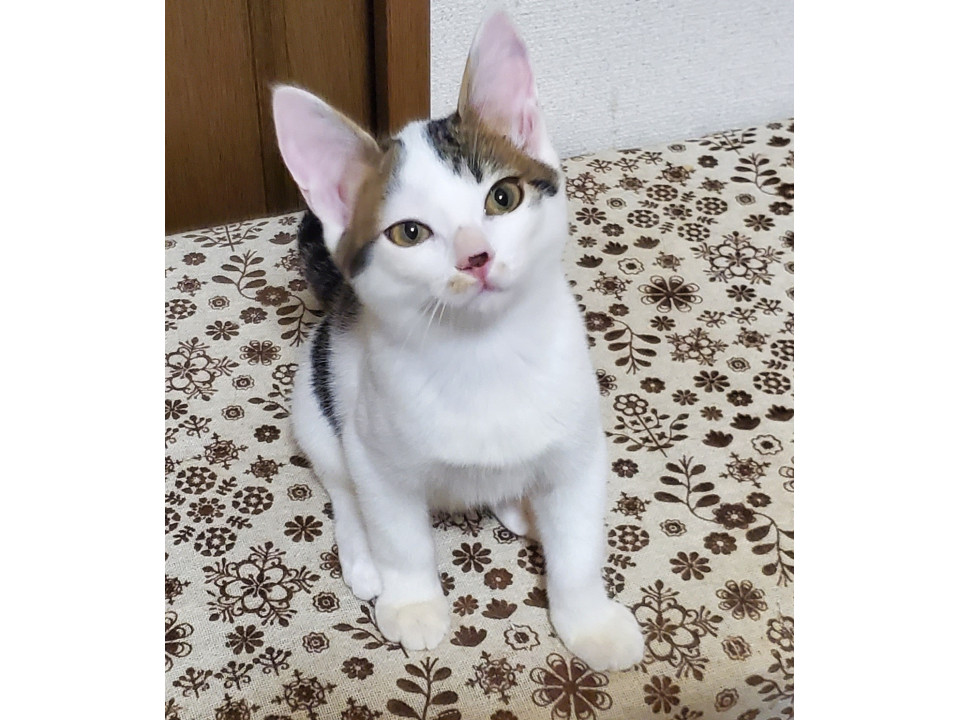 かわいいビビリ３姉弟❤️カティ