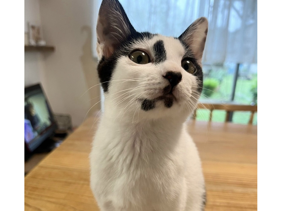 白黒猫　甘ったれで可愛い「パピコ」ちゃん