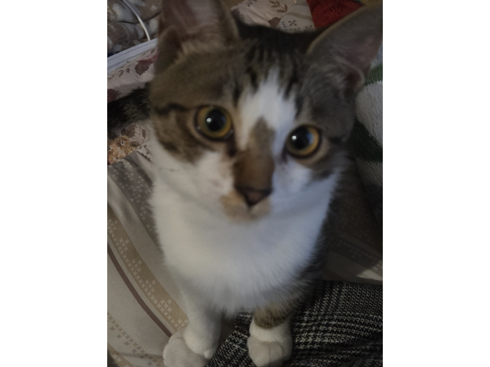 かわいいキジシロ君