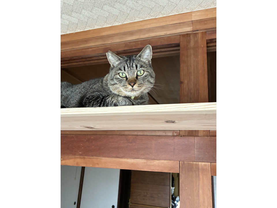 (成猫)人懐っこく元気なキジトラ