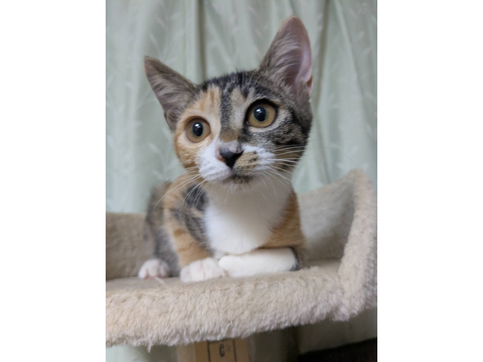ちょっとシャイで可愛い三毛のキララちゃん