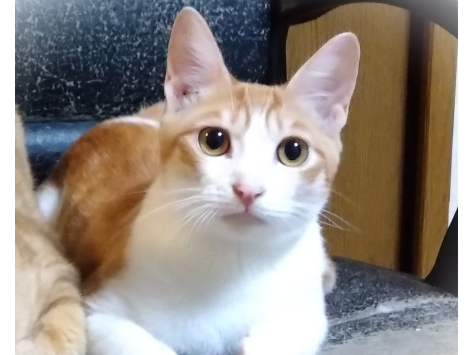 元気いっぱいの甘えん坊茶白仔猫