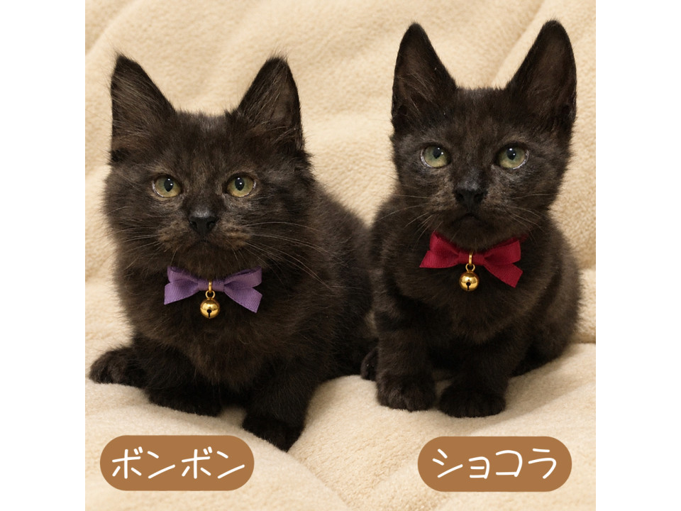 人の元で育ちました♪黒猫兄弟 長毛