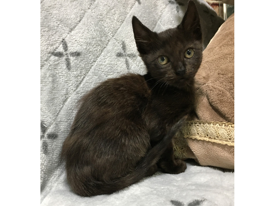 人の元で育ちました♪黒猫兄弟 短毛