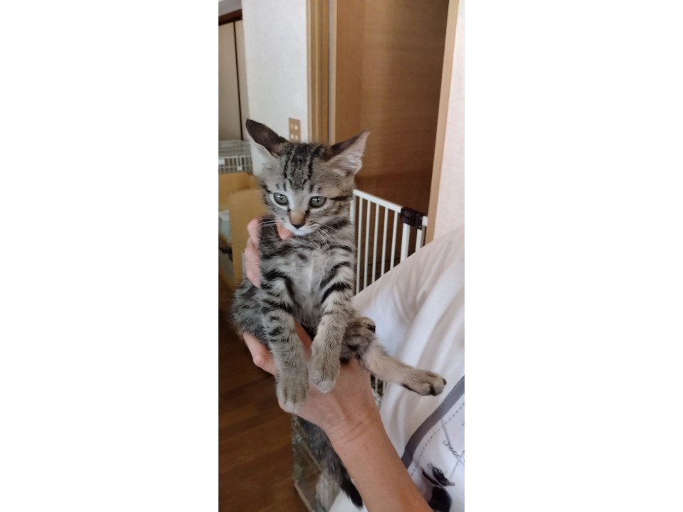 かわいいキジトラの子猫です