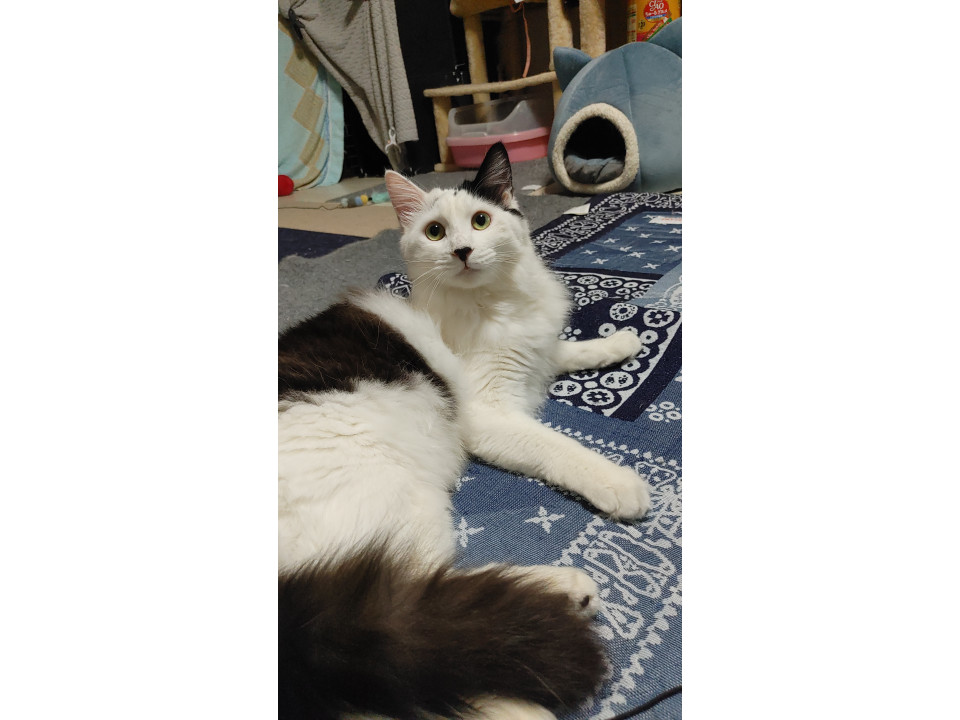 大きなわんぱく坊主