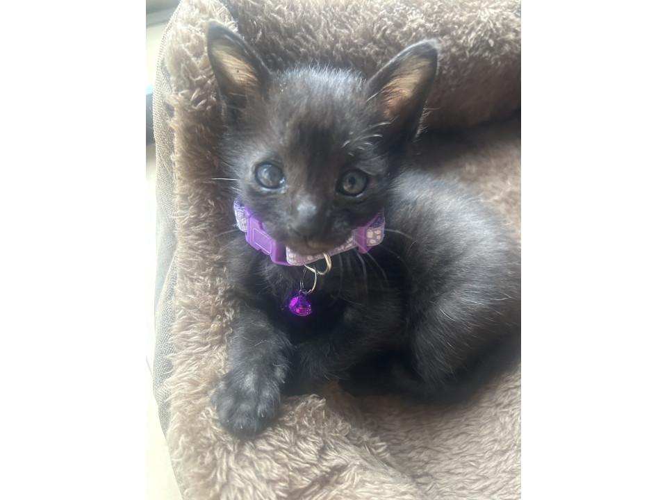 鍵しっぽの黒猫君