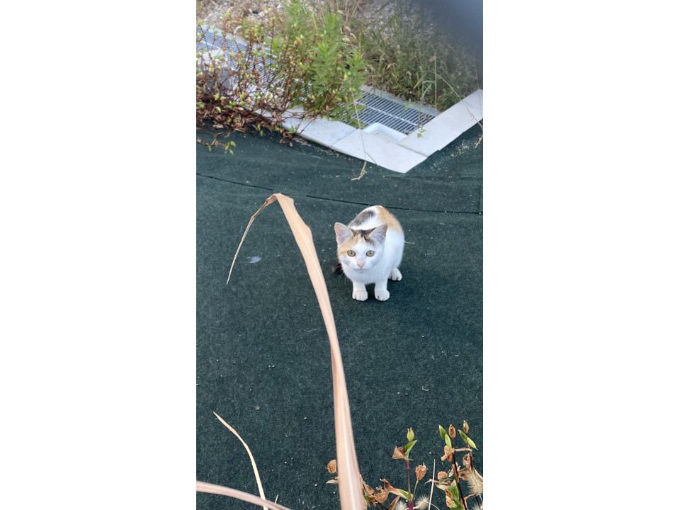 かわいい三毛猫ちゃん