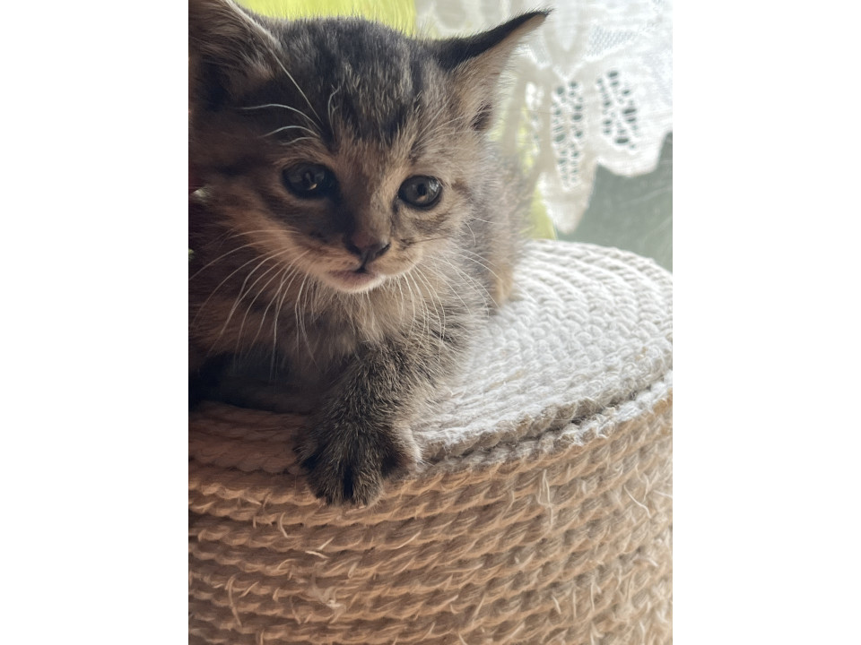 かわいいキジトラ美猫ちゃん