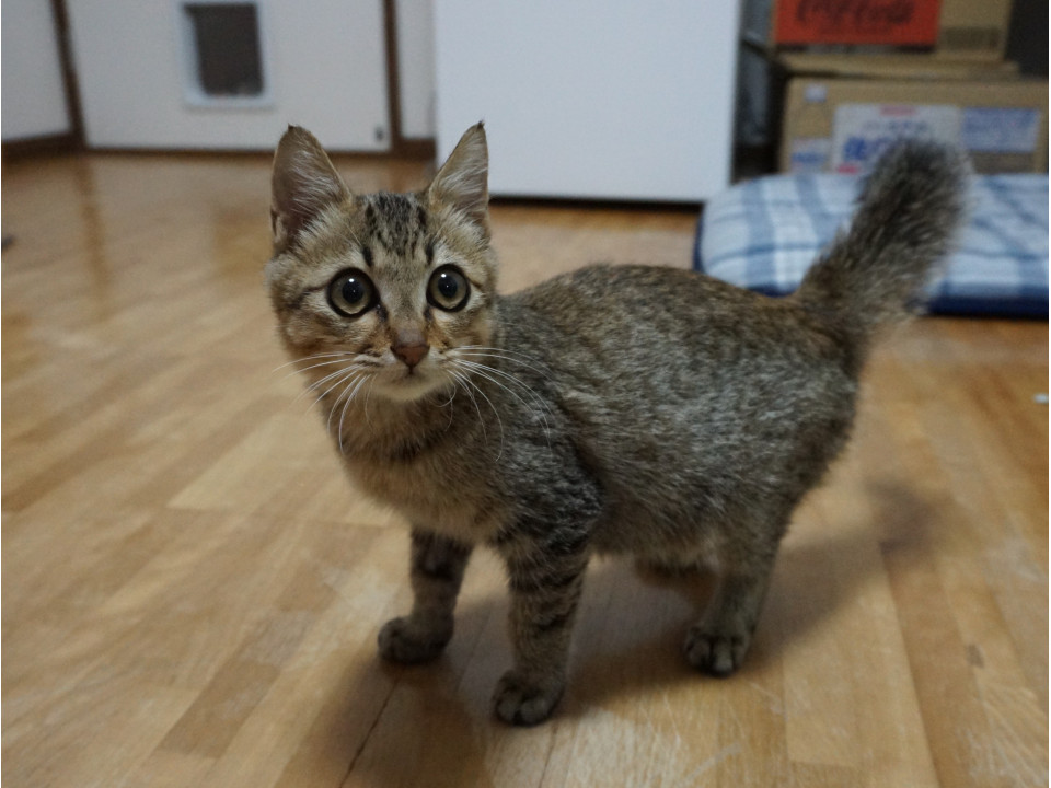 車に跳ね飛ばされた子猫、奇跡の回復