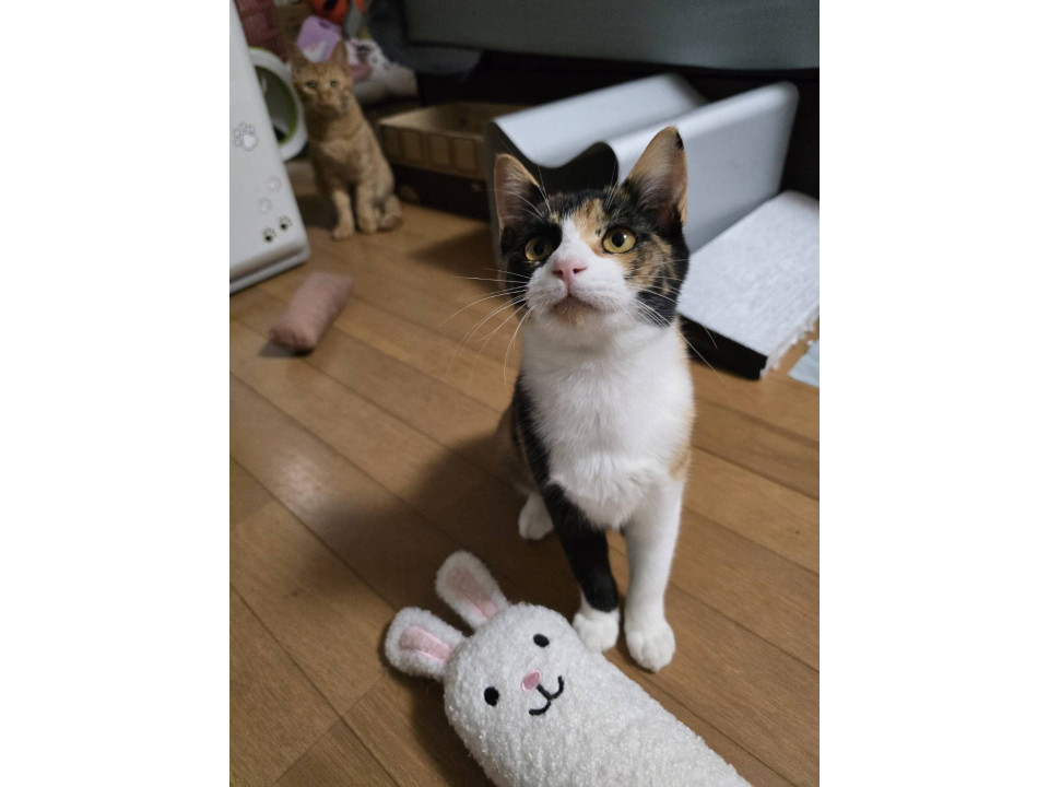 甘えた美人のミケちゃん