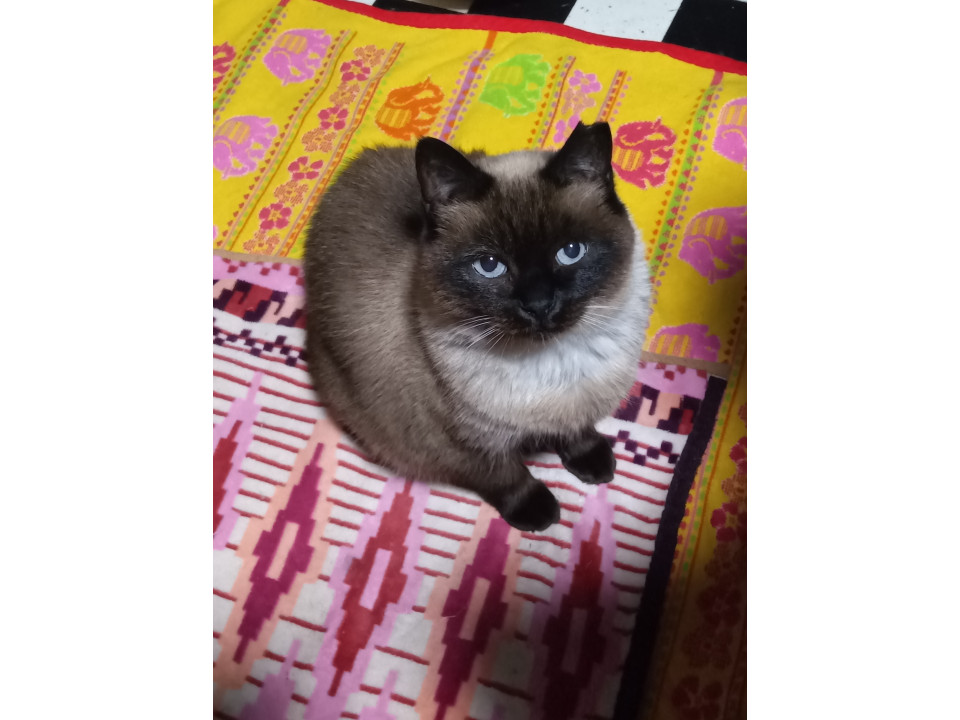 人慣れはほぼしてないシャム猫(;´д｀)