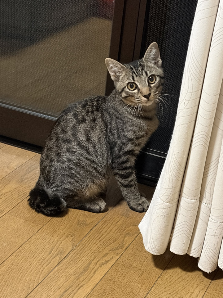 キジトラのくりお君