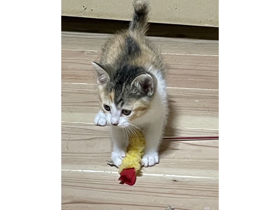 かわいい三毛猫ちゃん