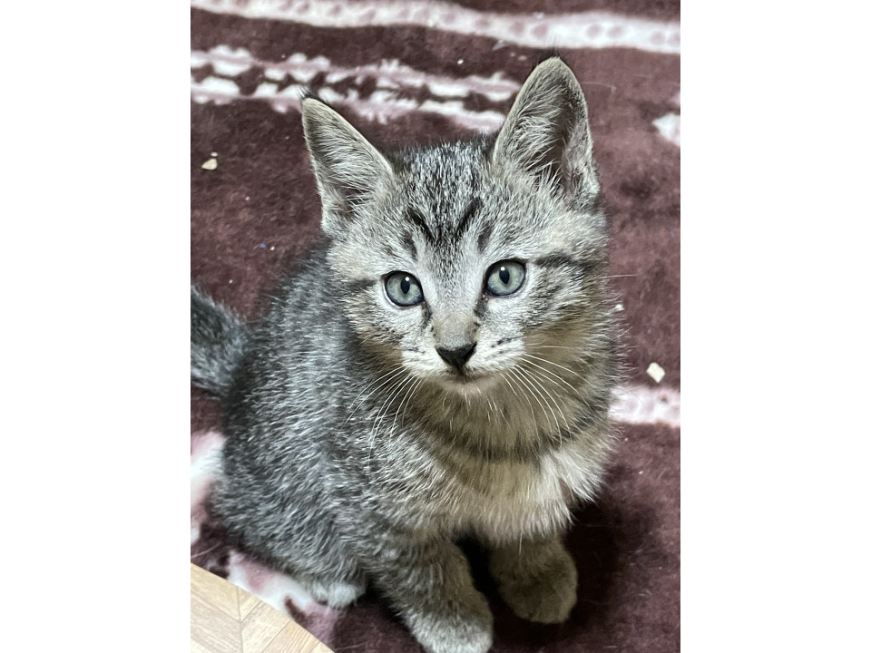 凛々しい御顔のキジ猫ちゃん