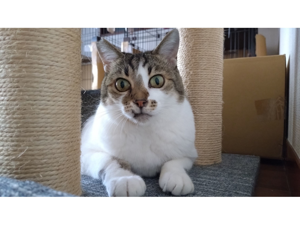 猫より人が大好き