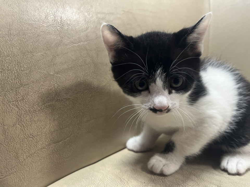 生まれて一か月の子猫保護しました。