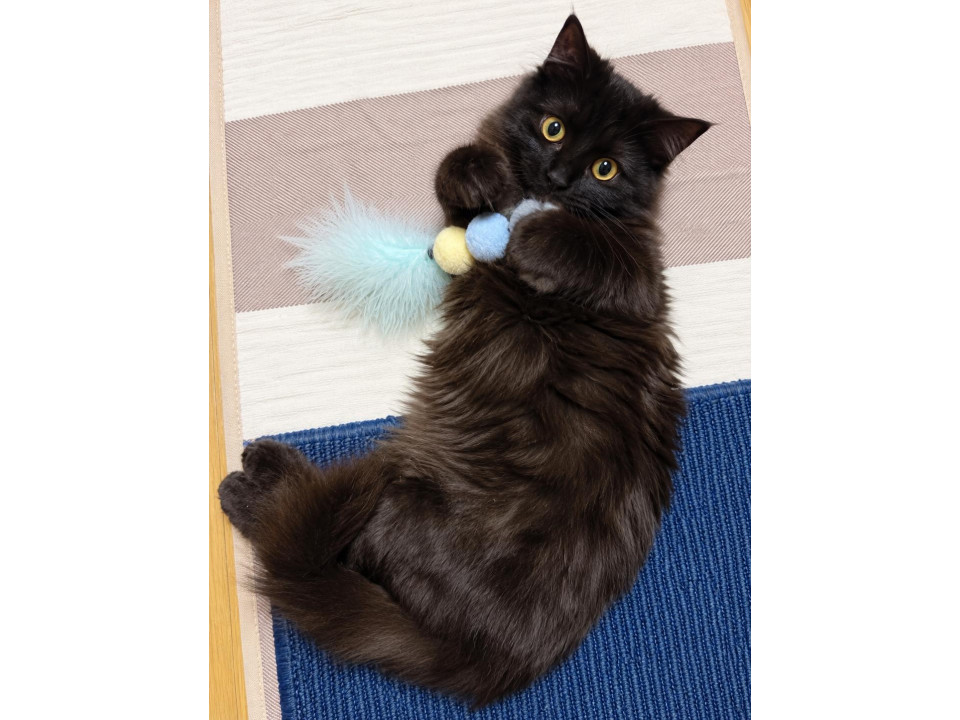 おっとり 長毛 黒猫ちゃん