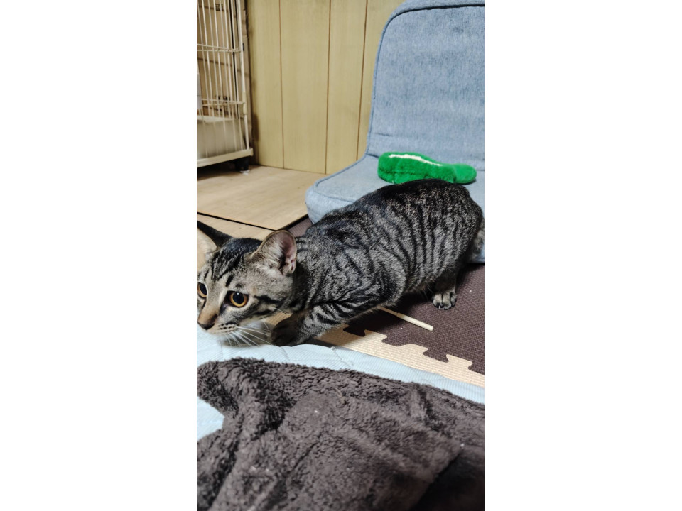 美猫ちゃん