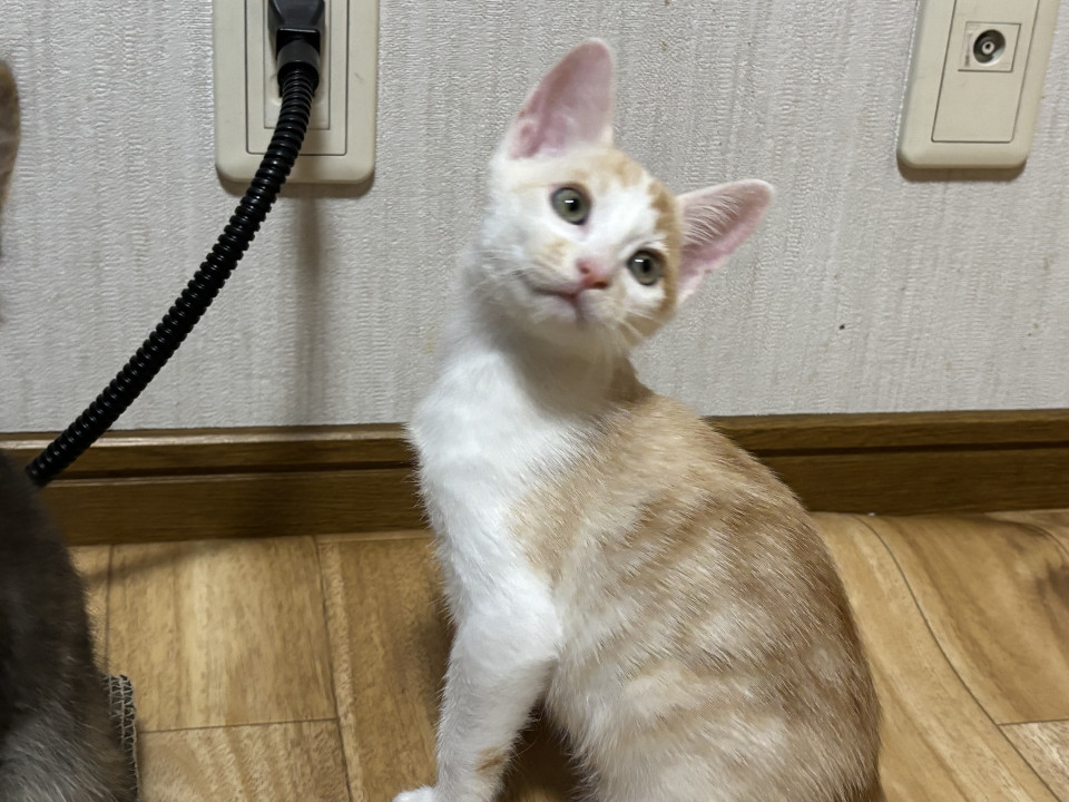 愛らしい兄妹たち・玄くん