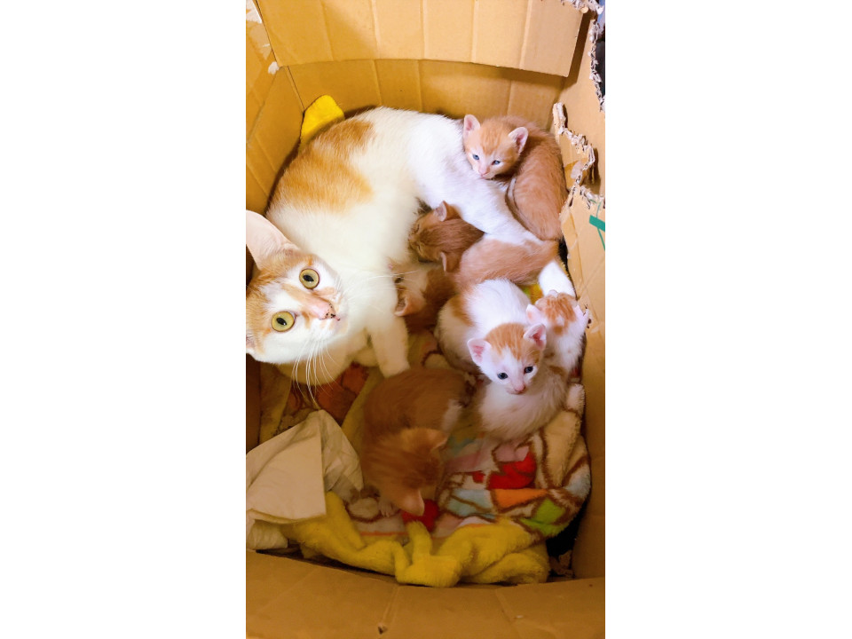 猫の親子