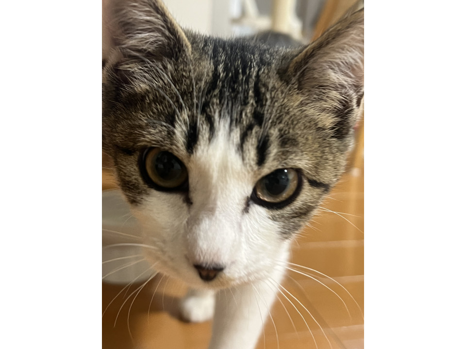 おとなしめの仔猫