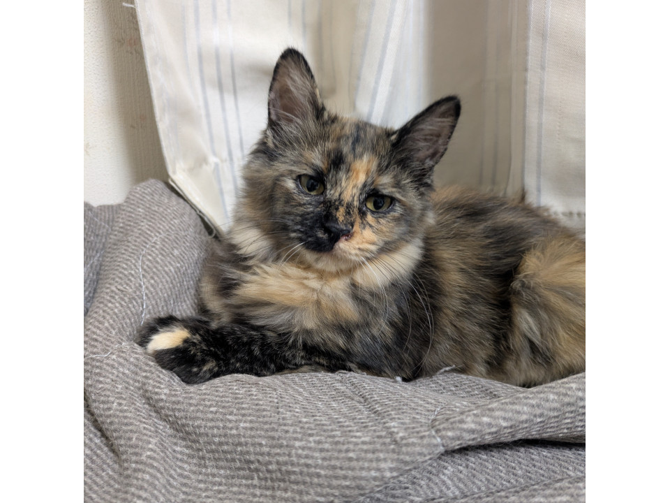 サビ猫長毛の美人さん
