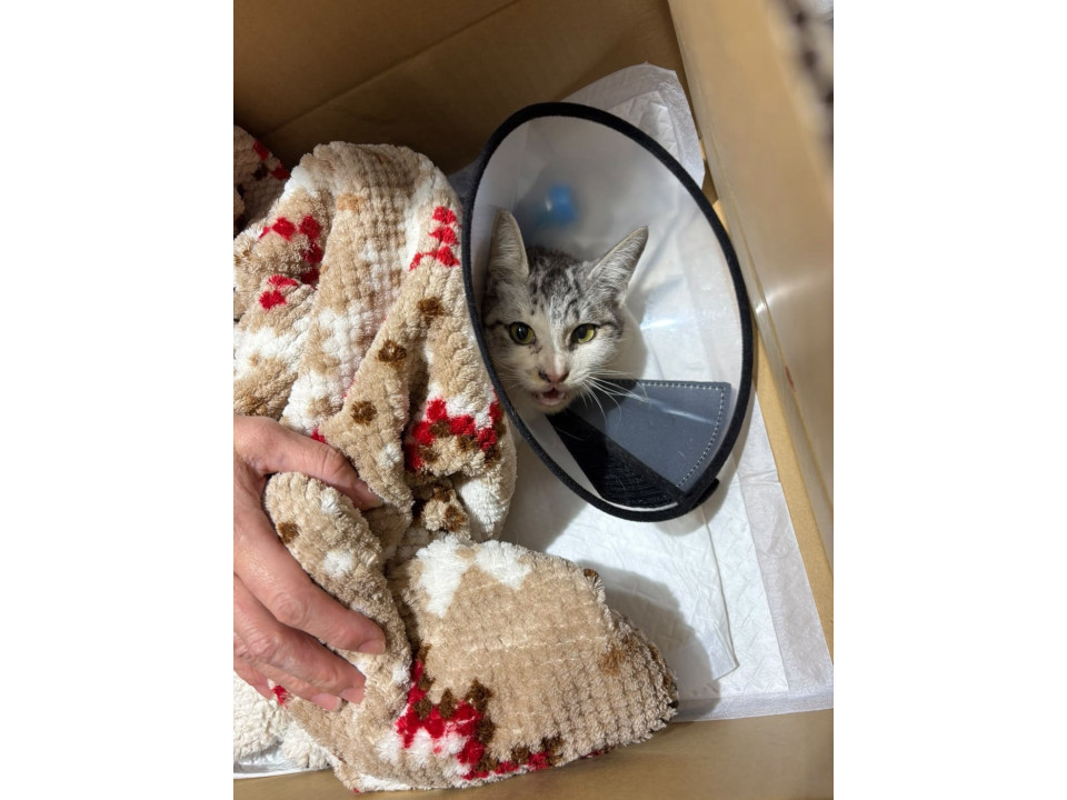 交通事故の子猫を治療し保護しています。