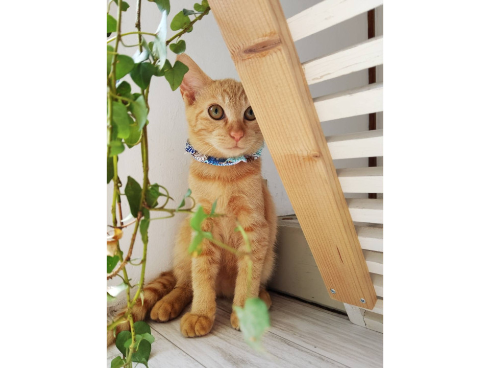 抱っこ大好き♡甘えん坊茶トラ男子
