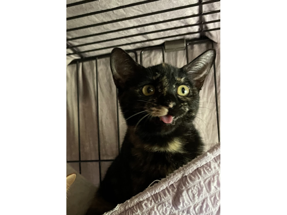 お喋り大好き♡愛嬌たっぷりサビ猫女の子