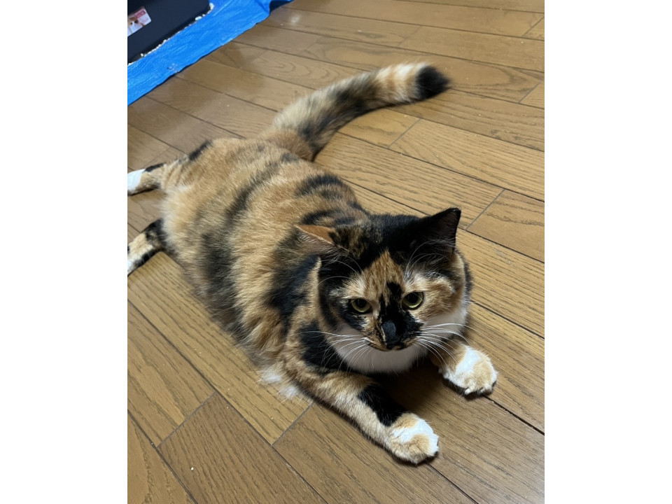 フワフワの個性的な三毛猫