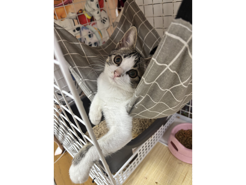 お鼻に模様のある可愛い猫ちゃん