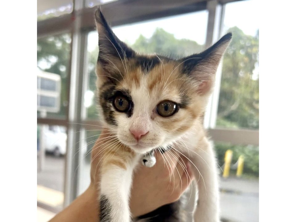 お転婆ミケ猫姉妹のスーちゃん