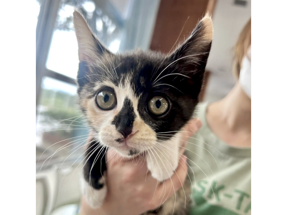 お転婆ミケ猫姉妹のジーちゃん