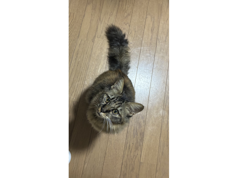 かわいい長毛ちゃん♡ふわふわ♡