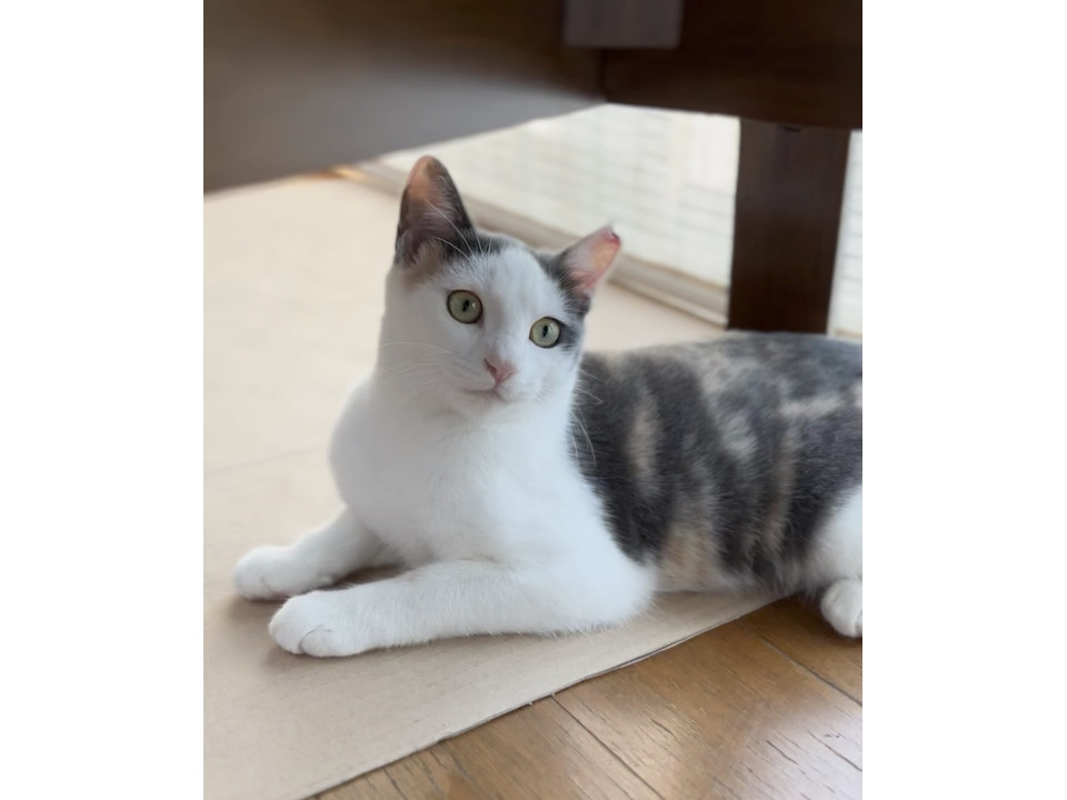 穏やかで温厚な性格の美猫マリンちゃん