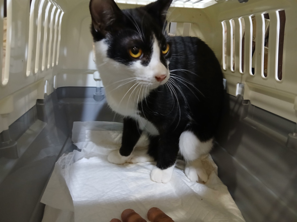 ご飯欲しいと甘えん坊に変身子猫