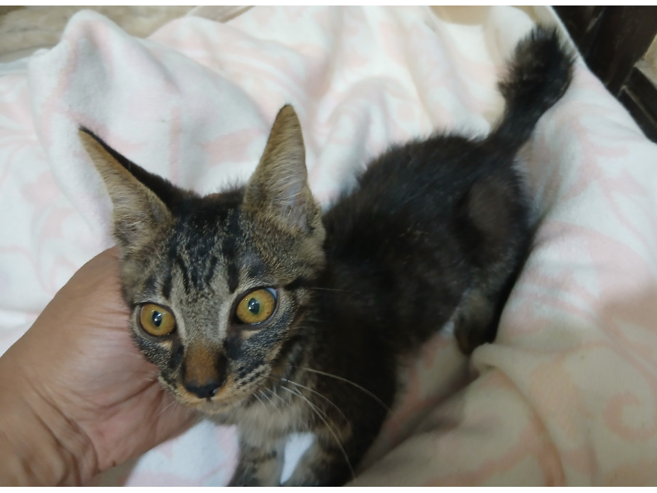毎日元気全開の子猫ちゃん